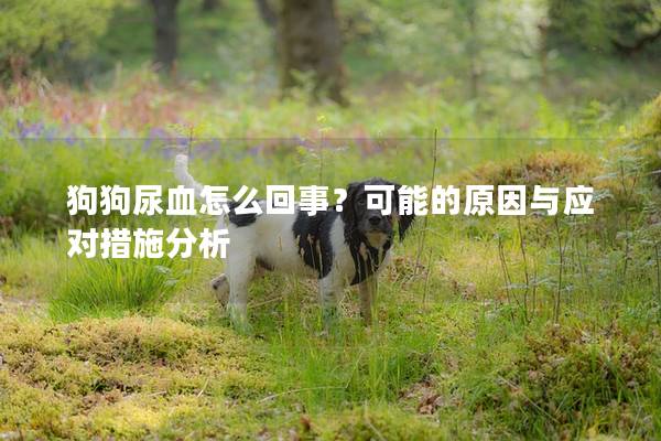 狗狗尿血怎么回事？可能的原因与应对措施分析
