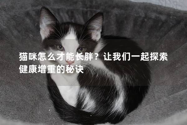 猫咪怎么才能长胖？让我们一起探索健康增重的秘诀