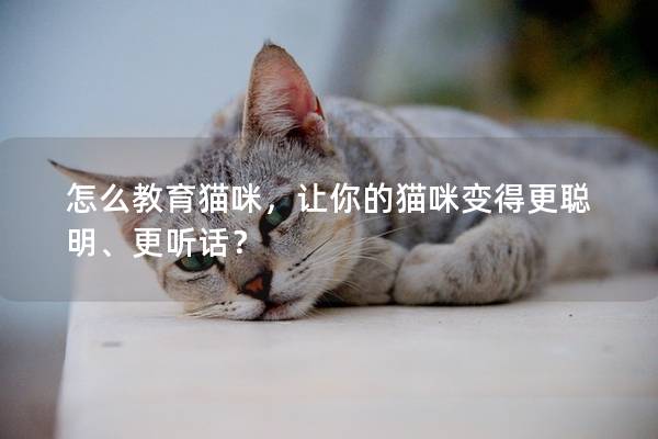 怎么教育猫咪，让你的猫咪变得更聪明、更听话？