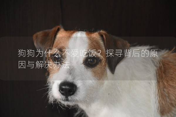 狗狗为什么不爱吃饭?探寻背后的原因与解决办法 狗狗为什么不爱吃饭?探寻背后的原因与解决办法
