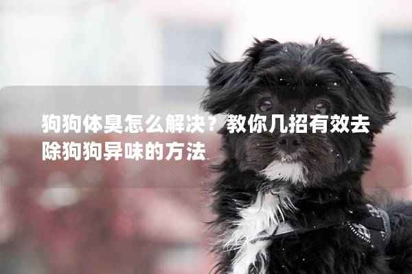 狗狗体臭怎么解决？教你几招有效去除狗狗异味的方法