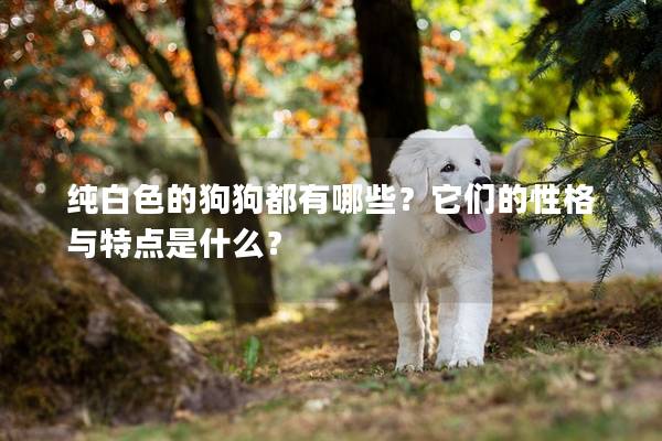 纯白色的狗狗都有哪些？它们的性格与特点是什么？