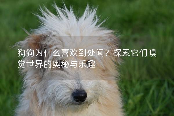 狗狗为什么喜欢到处闻？探索它们嗅觉世界的奥秘与乐趣