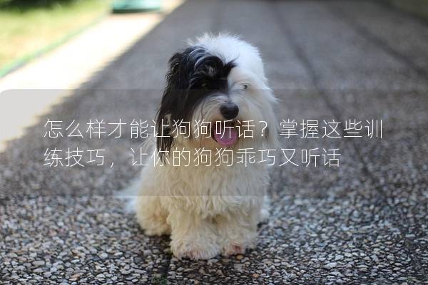 怎么样才能让狗狗听话？掌握这些训练技巧，让你的狗狗乖巧又听话
