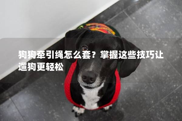 狗狗牵引绳怎么套？掌握这些技巧让遛狗更轻松