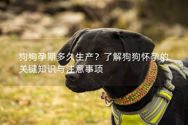 狗狗孕期多久生产？了解狗狗怀孕的关键知识与注意事项