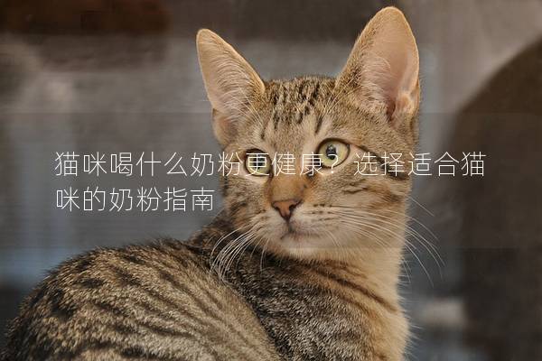 猫咪喝什么奶粉更健康？选择适合猫咪的奶粉指南