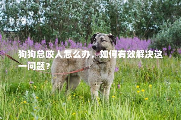 狗狗总咬人怎么办，如何有效解决这一问题？
