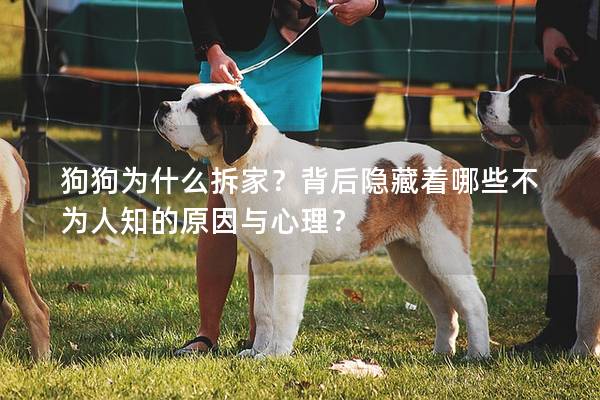 狗狗为什么拆家？背后隐藏着哪些不为人知的原因与心理？