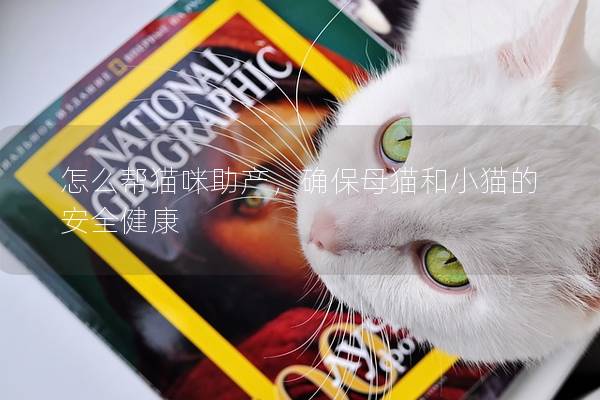 怎么帮猫咪助产，确保母猫和小猫的安全健康