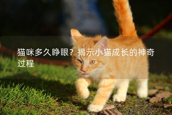 猫咪多久睁眼？揭示小猫成长的神奇过程