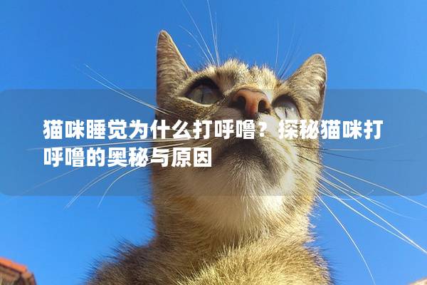 猫咪睡觉为什么打呼噜？探秘猫咪打呼噜的奥秘与原因