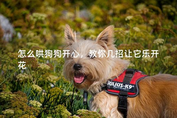 怎么哄狗狗开心，教你几招让它乐开花