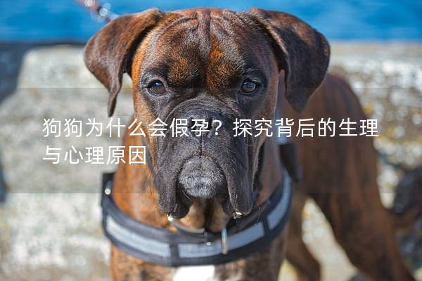 狗狗为什么会假孕？探究背后的生理与心理原因