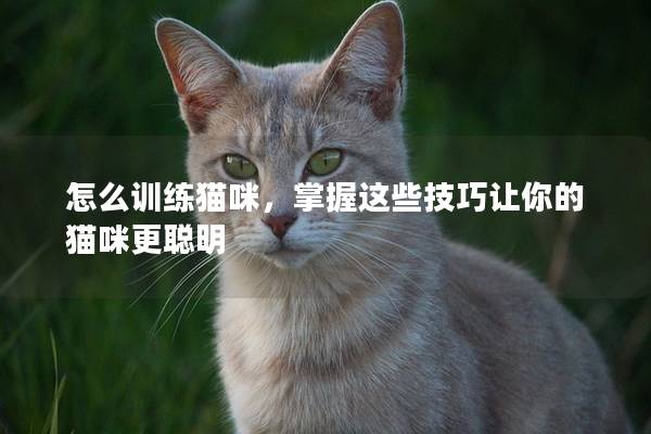 怎么训练猫咪，掌握这些技巧让你的猫咪更聪明