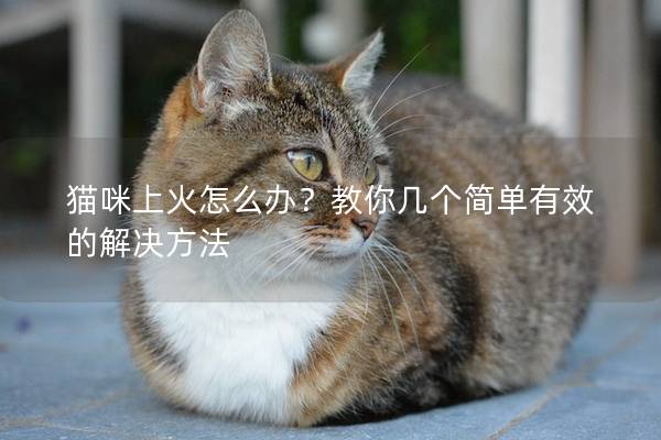 猫咪上火怎么办？教你几个简单有效的解决方法