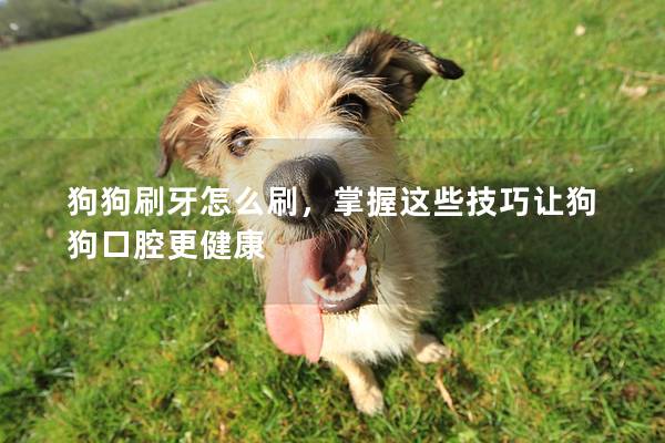 狗狗刷牙怎么刷，掌握这些技巧让狗狗口腔更健康