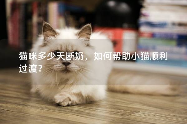 猫咪多少天断奶，如何帮助小猫顺利过渡？