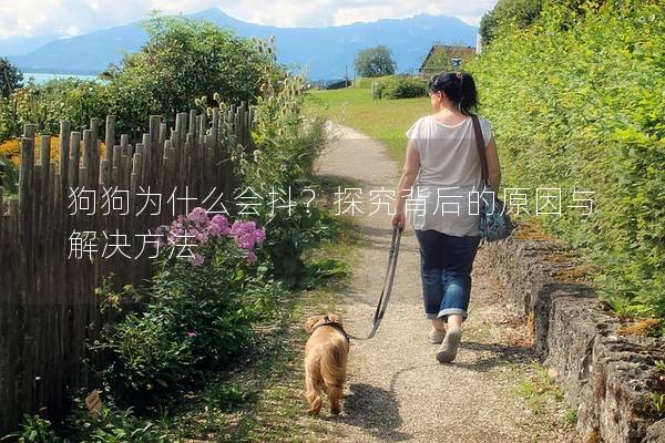 狗狗为什么会抖？探究背后的原因与解决方法