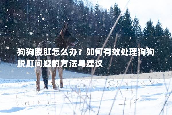 狗狗脱肛怎么办？如何有效处理狗狗脱肛问题的方法与建议