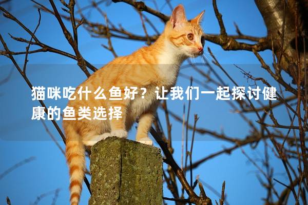 猫咪吃什么鱼好？让我们一起探讨健康的鱼类选择