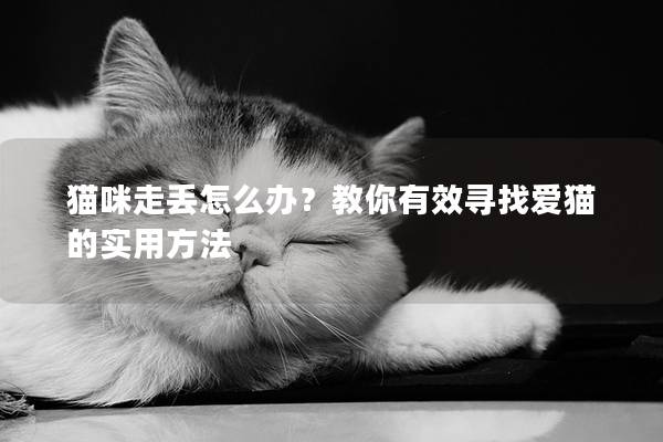 猫咪走丢怎么办？教你有效寻找爱猫的实用方法