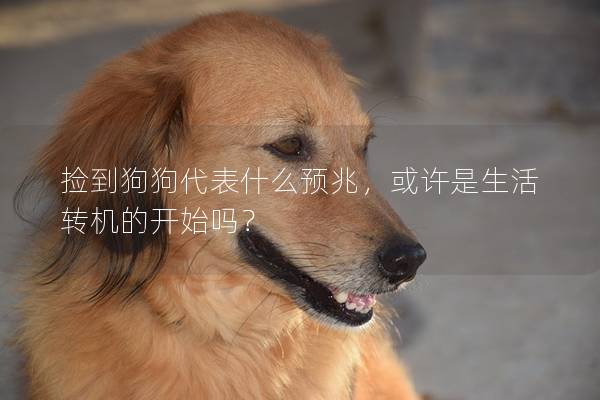 捡到狗狗代表什么预兆，或许是生活转机的开始吗？