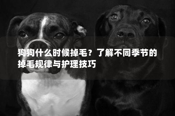 狗狗什么时候掉毛？了解不同季节的掉毛规律与护理技巧