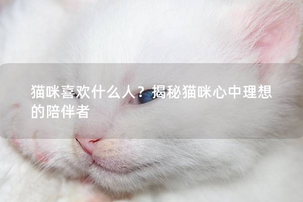 猫咪喜欢什么人？揭秘猫咪心中理想的陪伴者
