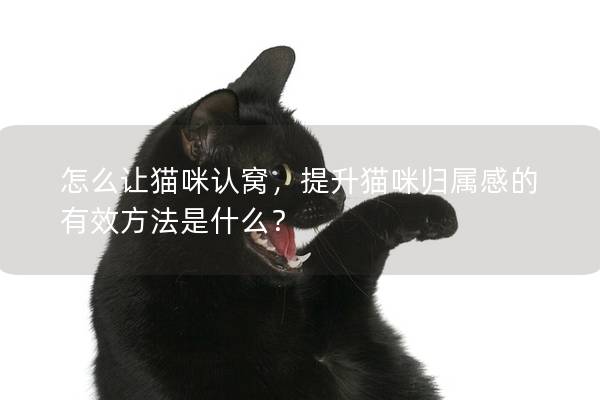 怎么让猫咪认窝，提升猫咪归属感的有效方法是什么？