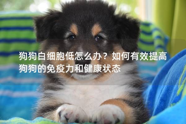 狗狗白细胞低怎么办？如何有效提高狗狗的免疫力和健康状态