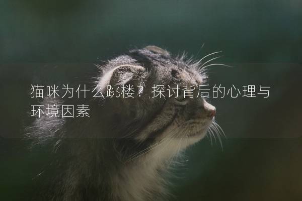 猫咪为什么跳楼？探讨背后的心理与环境因素