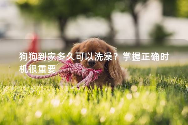 狗狗到家多久可以洗澡？掌握正确时机很重要
