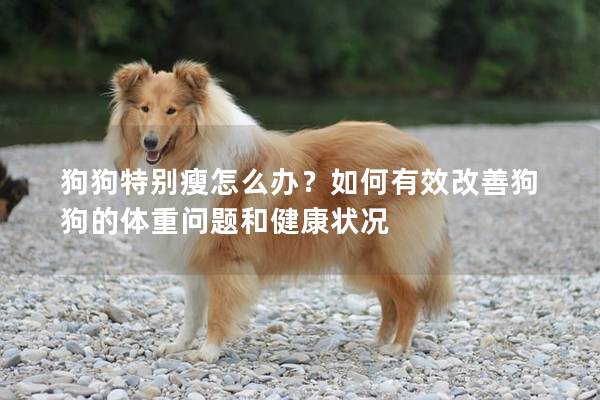 狗狗特别瘦怎么办？如何有效改善狗狗的体重问题和健康状况