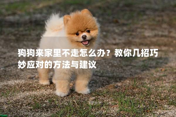 狗狗来家里不走怎么办？教你几招巧妙应对的方法与建议