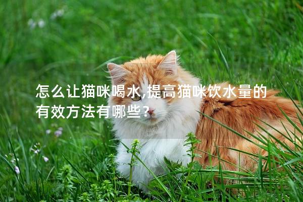 怎么让猫咪喝水,提高猫咪饮水量的有效方法有哪些？