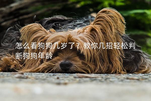 怎么看狗狗几岁了？教你几招轻松判断狗狗年龄