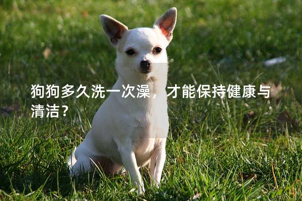 狗狗多久洗一次澡，才能保持健康与清洁？