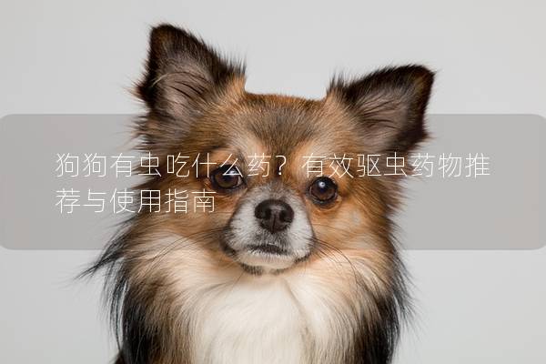 狗狗有虫吃什么药？有效驱虫药物推荐与使用指南