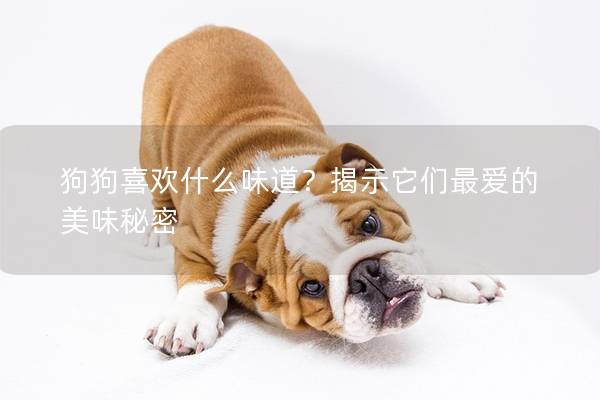 狗狗喜欢什么味道？揭示它们最爱的美味秘密