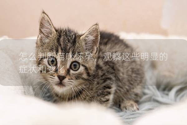 怎么判断猫咪怀孕，观察这些明显的症状和变化
