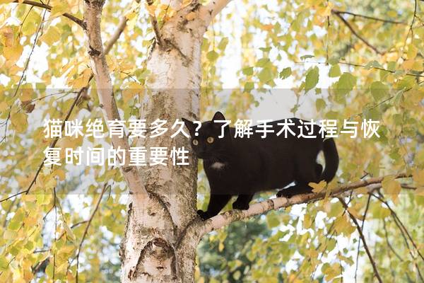 猫咪绝育要多久？了解手术过程与恢复时间的重要性