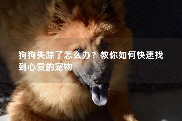 狗狗失踪了怎么办？教你如何快速找到心爱的宠物