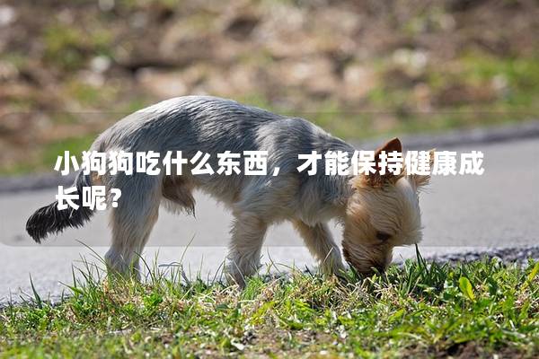 小狗狗吃什么东西，才能保持健康成长呢？