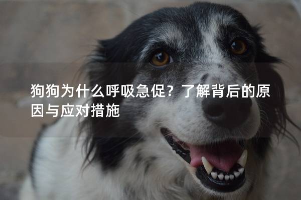 狗狗为什么呼吸急促？了解背后的原因与应对措施