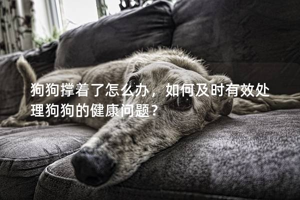 狗狗撑着了怎么办，如何及时有效处理狗狗的健康问题？