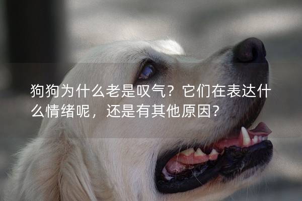 狗狗为什么老是叹气？它们在表达什么情绪呢，还是有其他原因？