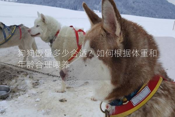 狗狗饭量多少合适？如何根据体重和年龄合理喂养