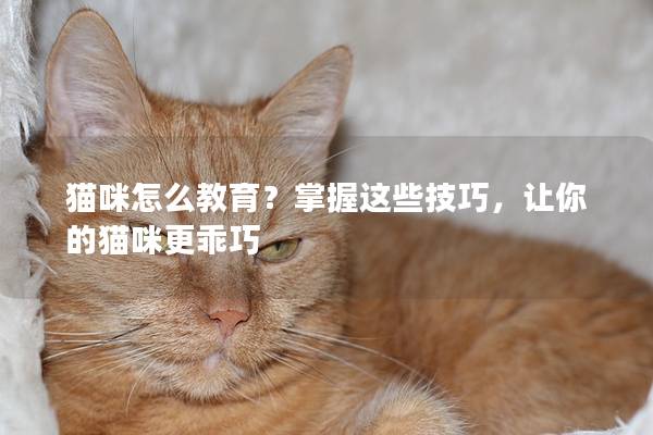 猫咪怎么教育？掌握这些技巧，让你的猫咪更乖巧