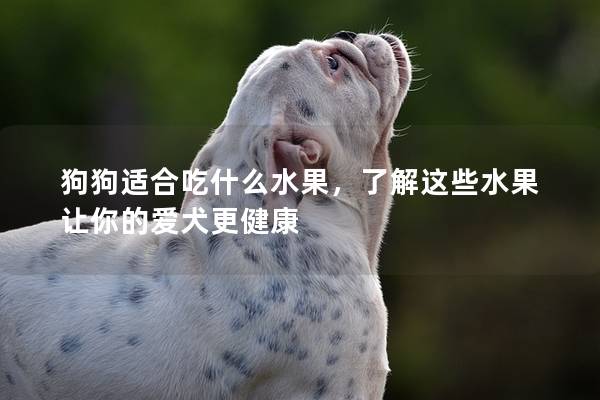 狗狗适合吃什么水果，了解这些水果让你的爱犬更健康
